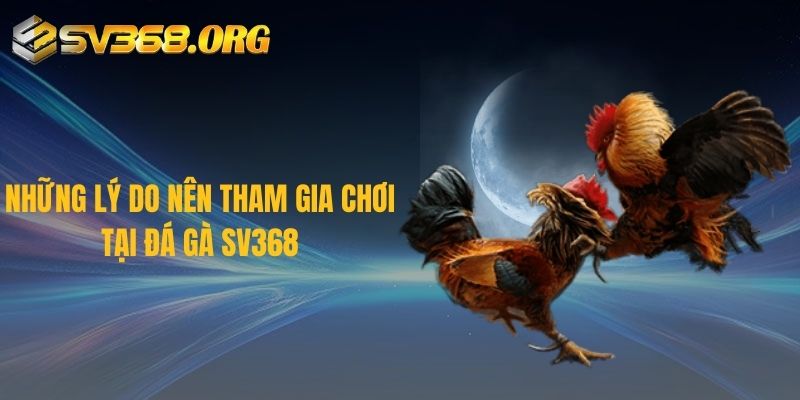 Những lý do nên tham gia chơi tại đá gà SV368